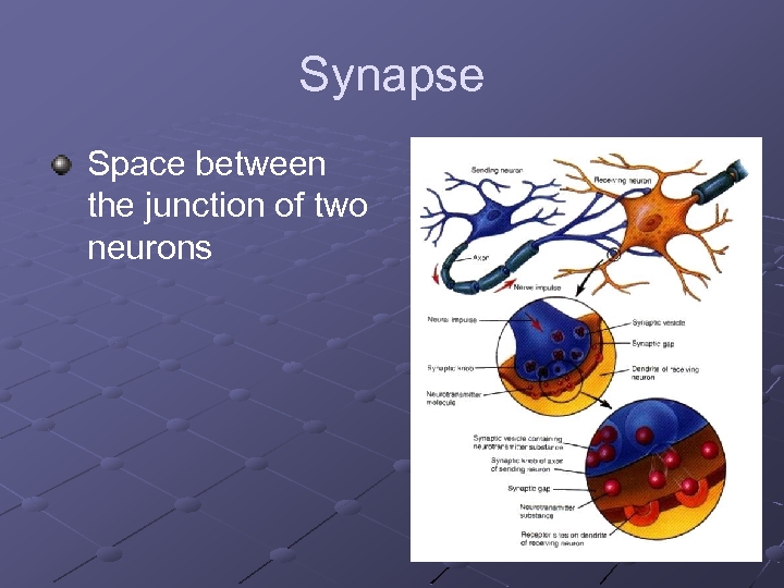 Synapse Space between the junction of two neurons 