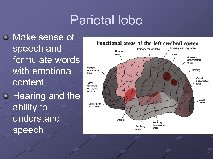 Parietal lobe Make sense of speech and formulate words with emotional content Hearing and