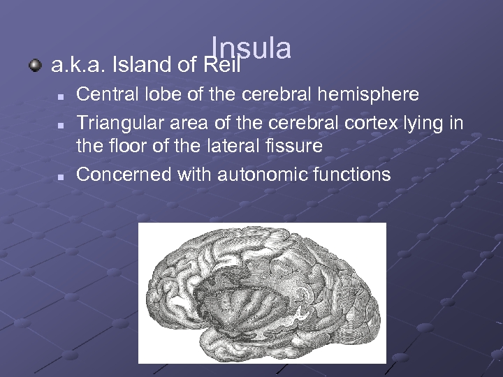 Insula a. k. a. Island of Reil n n n Central lobe of the
