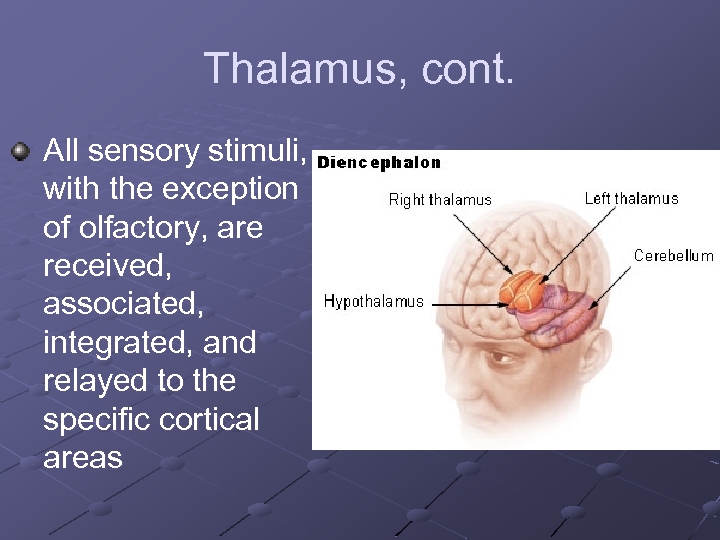 Thalamus, cont. All sensory stimuli, with the exception of olfactory, are received, associated, integrated,