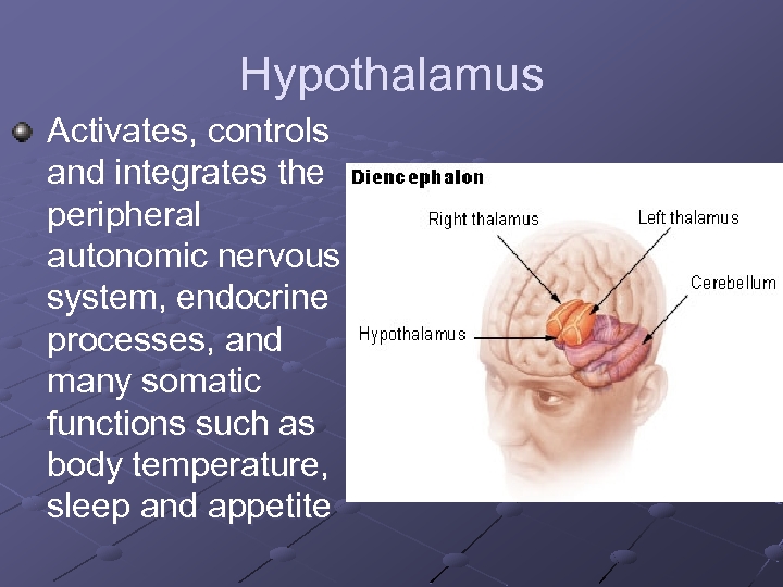 Hypothalamus Activates, controls and integrates the peripheral autonomic nervous system, endocrine processes, and many