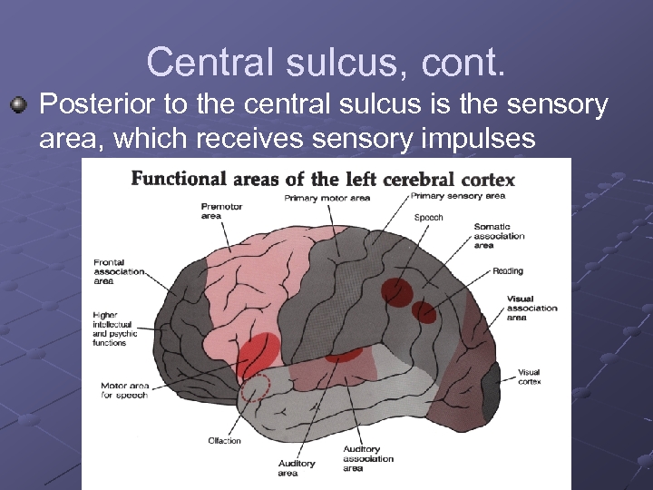 Central sulcus, cont. Posterior to the central sulcus is the sensory area, which receives