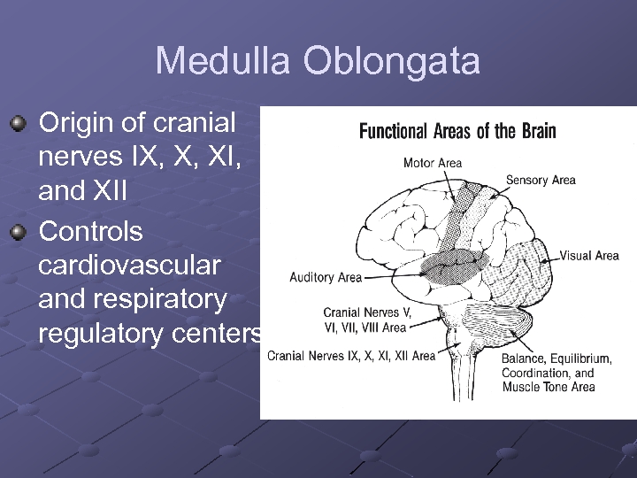 Medulla Oblongata Origin of cranial nerves IX, X, XI, and XII Controls cardiovascular and