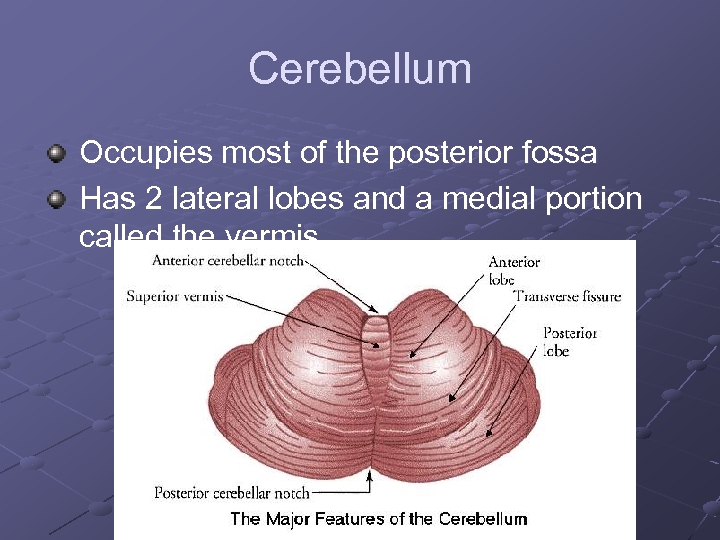 Cerebellum Occupies most of the posterior fossa Has 2 lateral lobes and a medial