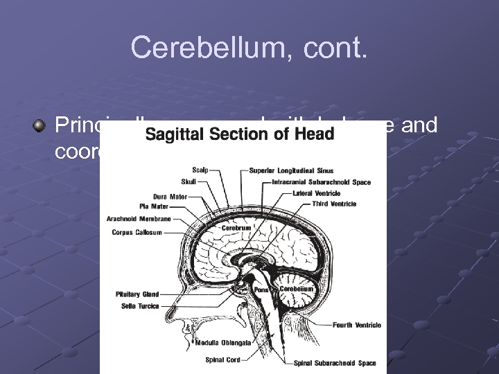 Cerebellum, cont. Principally concerned with balance and coordination of movement 
