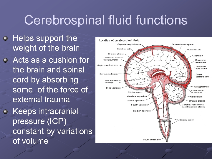 Cerebrospinal fluid functions Helps support the weight of the brain Acts as a cushion