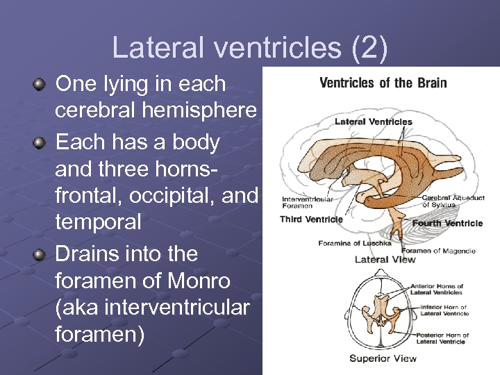 Lateral ventricles (2) One lying in each cerebral hemisphere Each has a body and