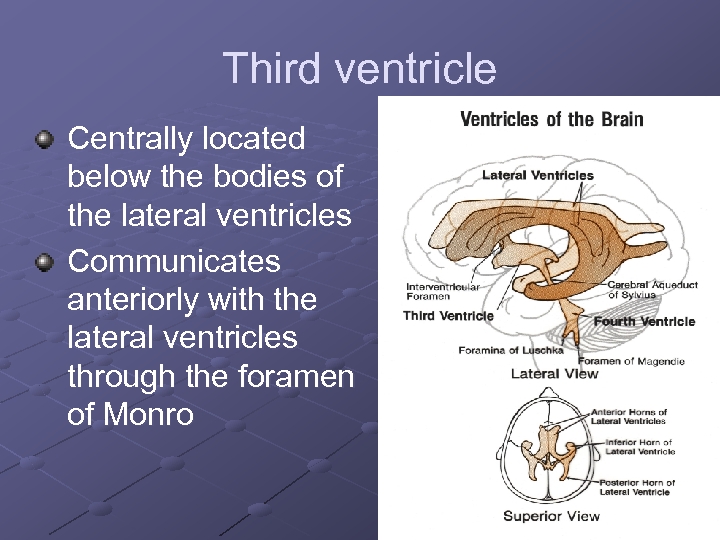 Third ventricle Centrally located below the bodies of the lateral ventricles Communicates anteriorly with