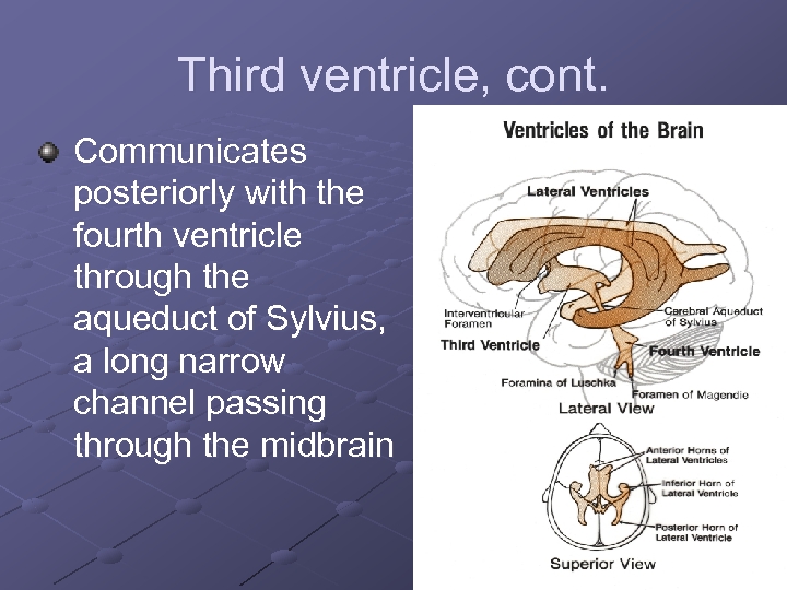 Third ventricle, cont. Communicates posteriorly with the fourth ventricle through the aqueduct of Sylvius,