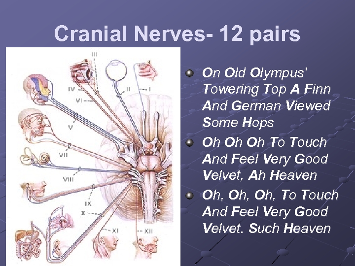 Cranial Nerves- 12 pairs On Old Olympus' Towering Top A Finn And German Viewed