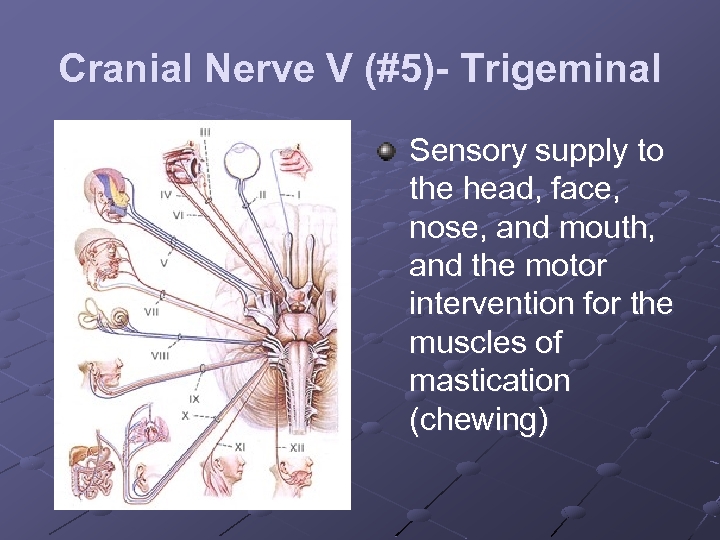 Cranial Nerve V (#5)- Trigeminal Sensory supply to the head, face, nose, and mouth,
