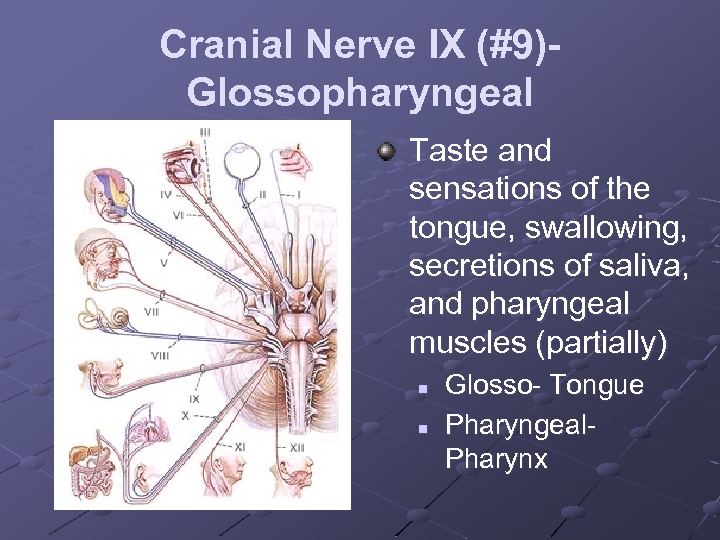 Cranial Nerve IX (#9)Glossopharyngeal Taste and sensations of the tongue, swallowing, secretions of saliva,