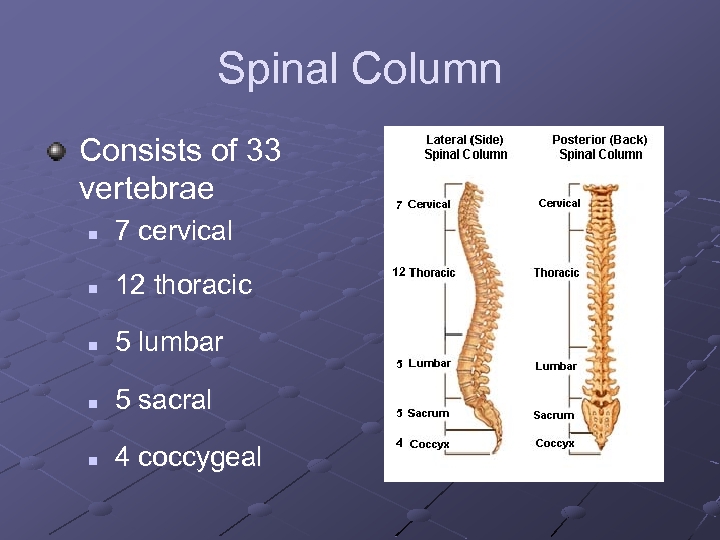 Spinal Column Consists of 33 vertebrae n 7 cervical n 12 thoracic n 5