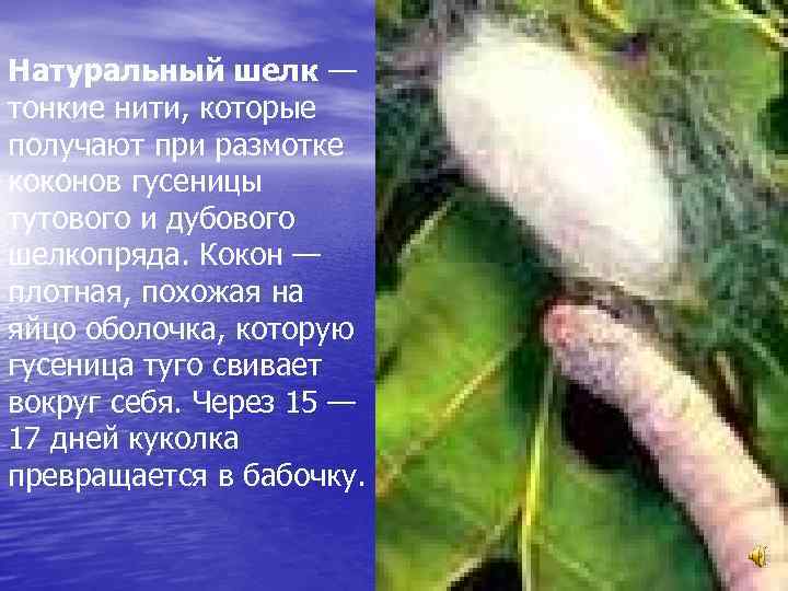 Натуральный шелк — тонкие нити, которые получают при размотке коконов гусеницы тутового и дубового