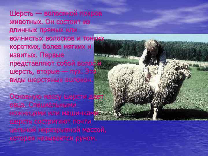 Шерсть — волосяной покров животных. Он состоит из длинных прямых или волнистых волосков и