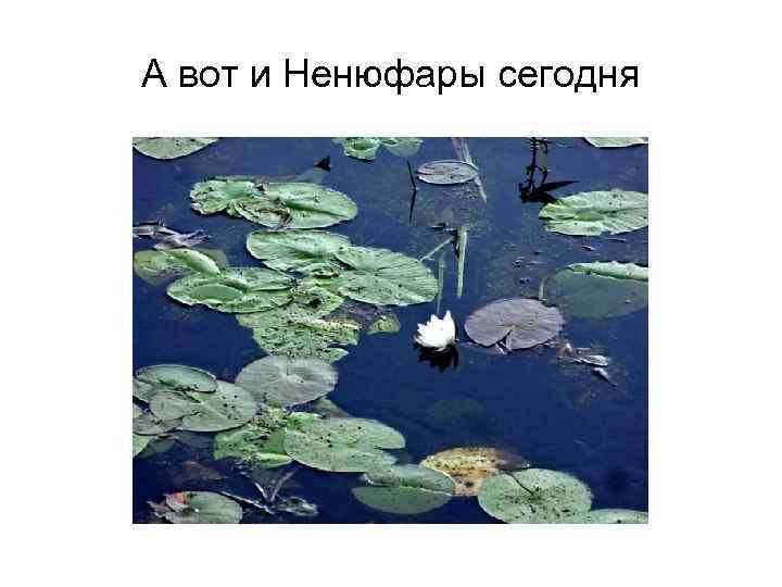 А вот и Ненюфары сегодня 