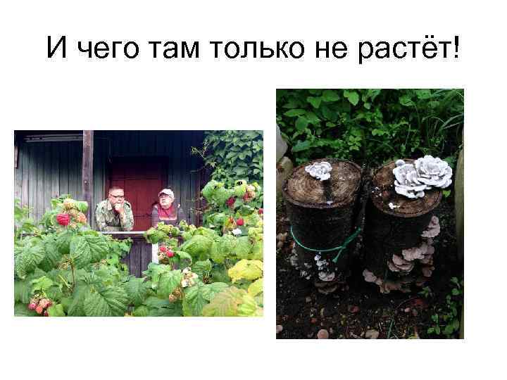 И чего там только не растёт! 