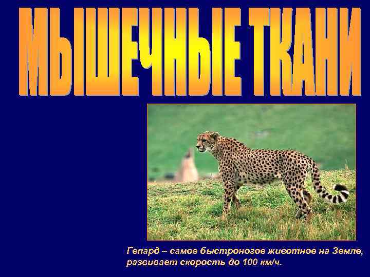 Гепард – самое быстроногое животное на Земле, развивает скорость до 100 км/ч. 