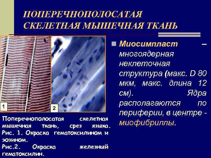 Поперечнополосатая скелетная мышечная ткань схема