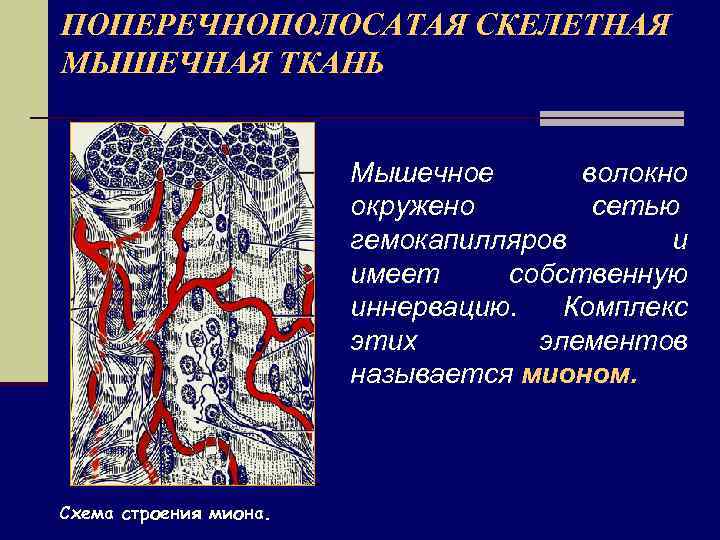 ПОПЕРЕЧНОПОЛОСАТАЯ СКЕЛЕТНАЯ МЫШЕЧНАЯ ТКАНЬ Мышечное волокно окружено сетью гемокапилляров и имеет собственную иннервацию. Комплекс