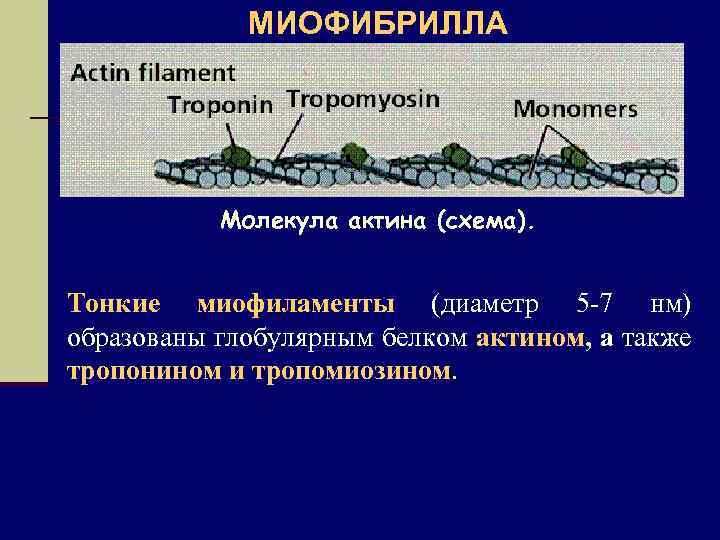 МИОФИБРИЛЛА Молекула актина (схема). Тонкие миофиламенты (диаметр 5 -7 нм) образованы глобулярным белком актином,