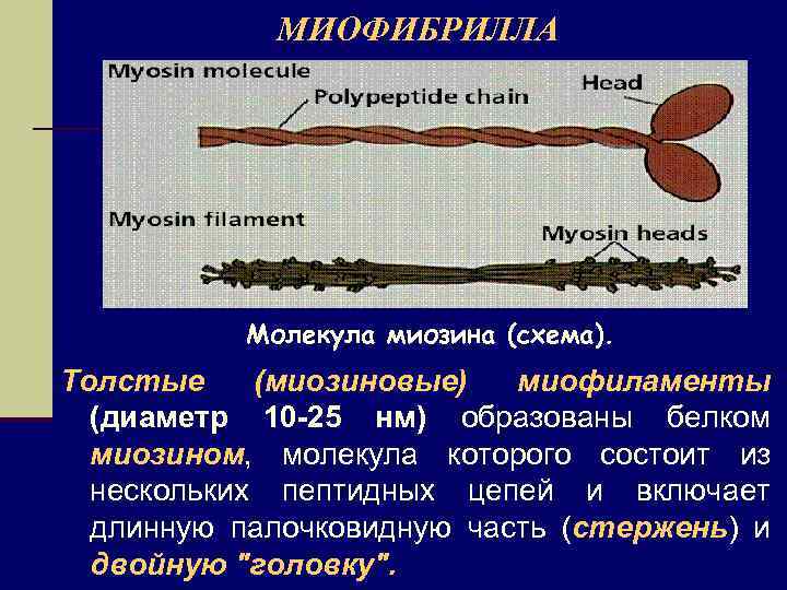 МИОФИБРИЛЛА Молекула миозина (схема). Толстые (миозиновые) миофиламенты (диаметр 10 -25 нм) образованы белком миозином,