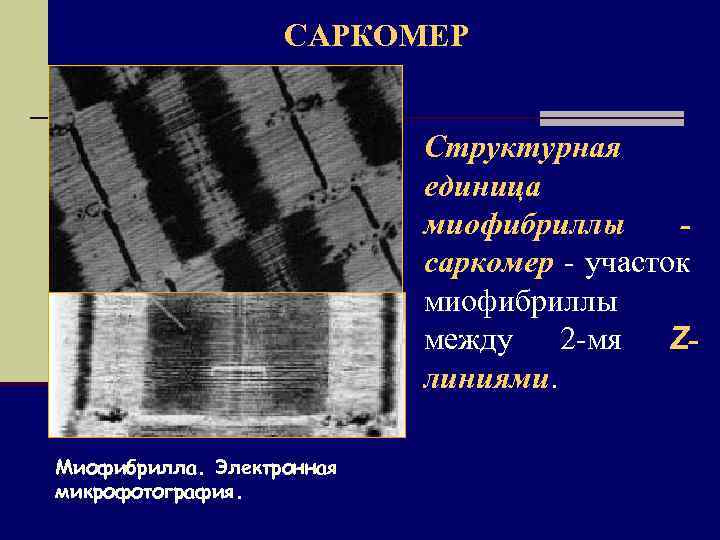 САРКОМЕР Структурная единица миофибриллы саркомер - участок миофибриллы между 2 -мя Zлиниями. Миофибрилла. Электронная