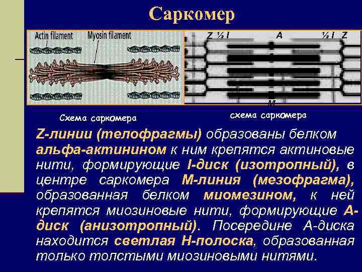 Саркомер Z ½I Схема саркомера A ½I Z M схема саркомера Z-линии (телофрагмы) образованы