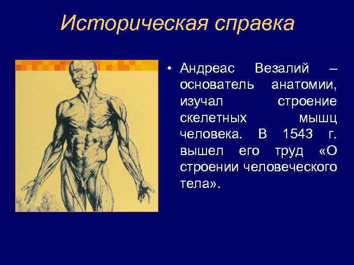 Историческая справка • Андреас Везалий – основатель анатомии, изучал строение скелетных мышц человека. В