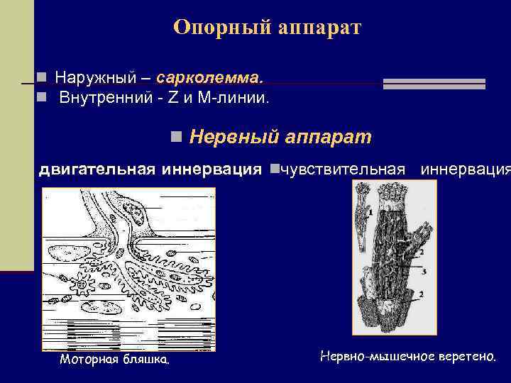 Опорный аппарат n Наружный – сарколемма. n Внутренний - Z и М-линии. n Нервный