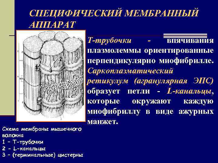 Гладкий саркоплазматический ретикулум исчерченных мышц обеспечивает. Т трубочки мышечного волокна. Саркоплазматический ретикулум функции. Т-трубочки скелетного мышечного волокна являются. Саркоплазматический ретикулум схема.