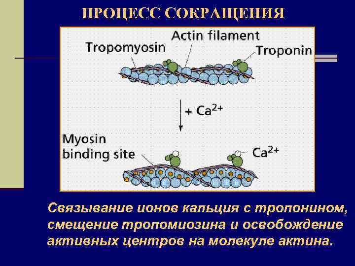 ПРОЦЕСС СОКРАЩЕНИЯ Связывание ионов кальция с тропонином, смещение тропомиозина и освобождение активных центров на