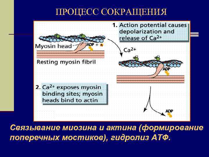 ПРОЦЕСС СОКРАЩЕНИЯ Связывание миозина и актина (формирование поперечных мостиков), гидролиз АТФ. 