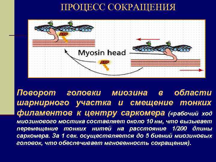 ПРОЦЕСС СОКРАЩЕНИЯ Поворот головки миозина в области шарнирного участка и смещение тонких филаментов к