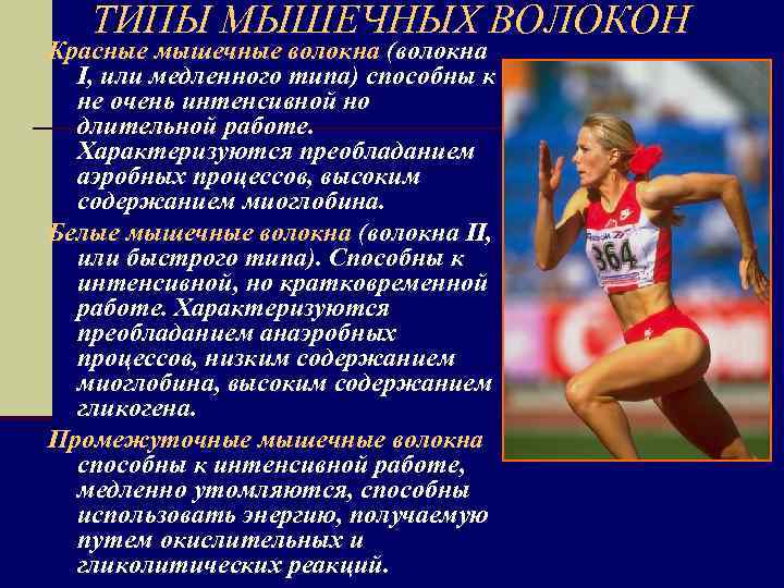 ТИПЫ МЫШЕЧНЫХ ВОЛОКОН Красные мышечные волокна (волокна I, или медленного типа) способны к не