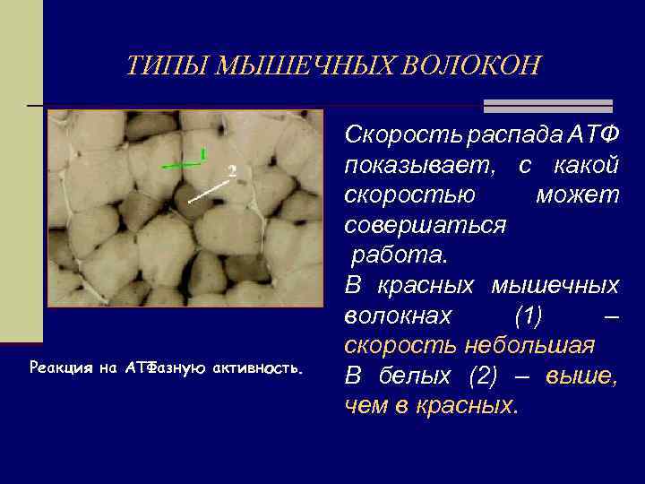 ТИПЫ МЫШЕЧНЫХ ВОЛОКОН Реакция на АТФазную активность. Скорость распада АТФ показывает, с какой скоростью