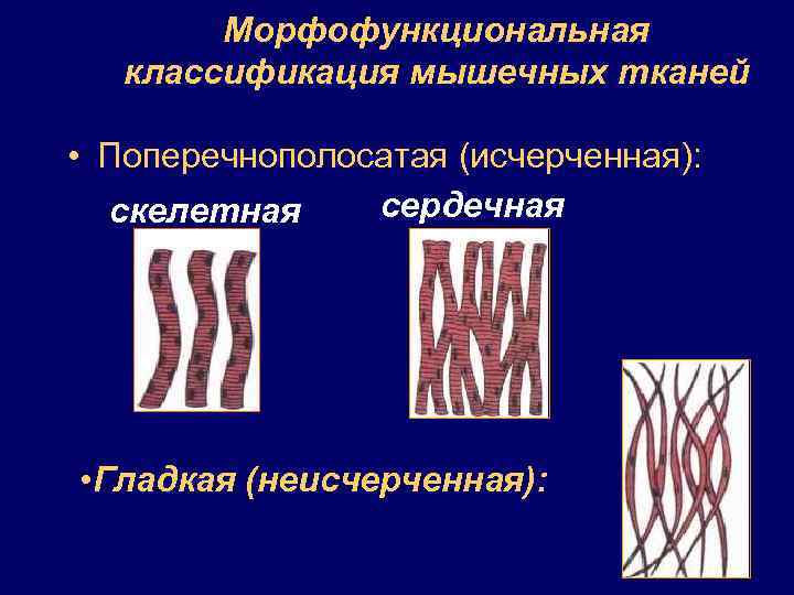 Морфофункциональная классификация мышечных тканей • Поперечнополосатая (исчерченная): сердечная скелетная • Гладкая (неисчерченная): 