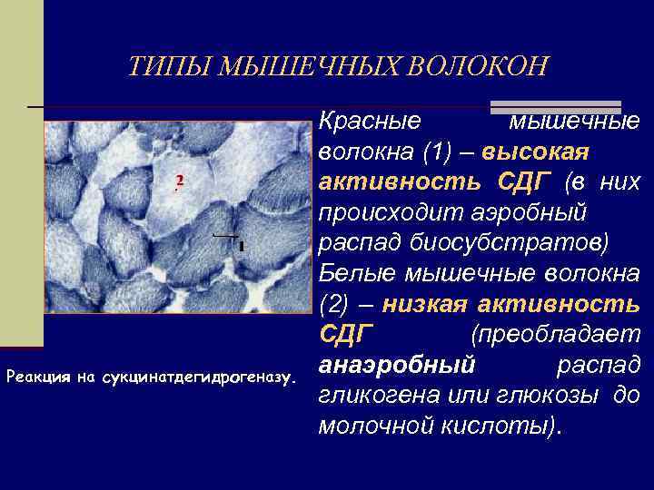 ТИПЫ МЫШЕЧНЫХ ВОЛОКОН Реакция на сукцинатдегидрогеназу. Красные мышечные волокна (1) – высокая активность СДГ