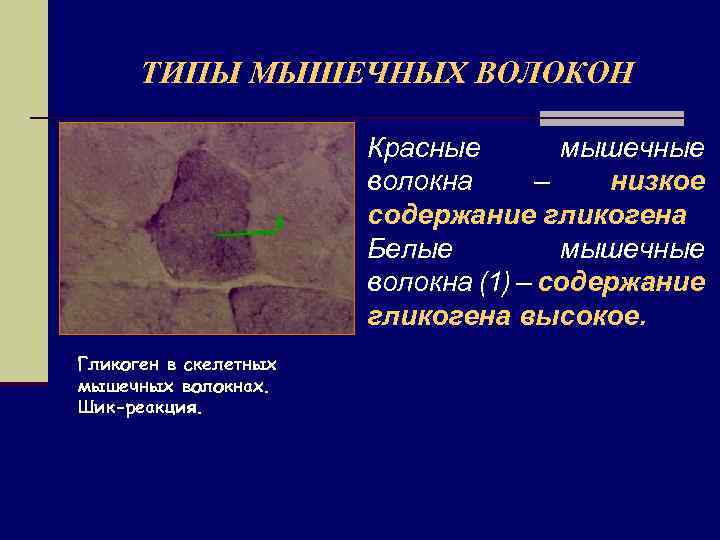 ТИПЫ МЫШЕЧНЫХ ВОЛОКОН Красные мышечные волокна – низкое содержание гликогена Белые мышечные волокна (1)