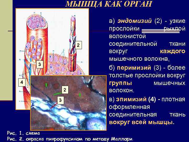МЫШЦА КАК ОРГАН 2 3 4 2 3 а) эндомизий (2) - узкие прослойки