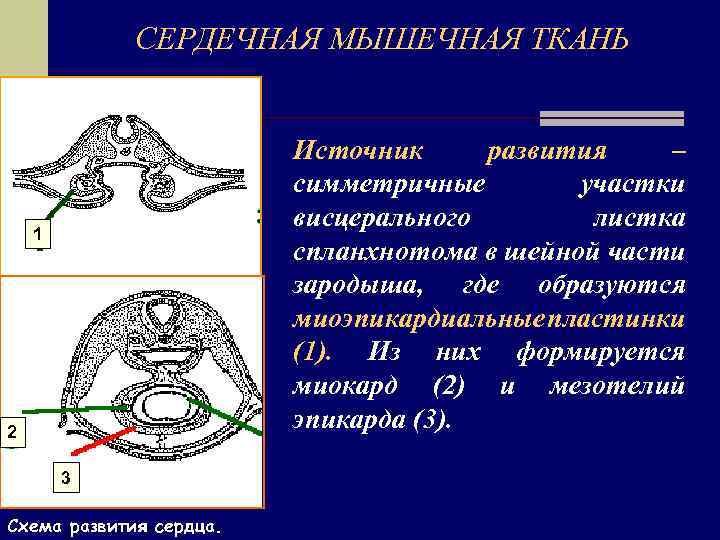 СЕРДЕЧНАЯ МЫШЕЧНАЯ ТКАНЬ Источник развития – симметричные участки висцерального листка спланхнотома в шейной части