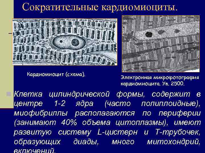 Кардиомиоциты. Рабочие кардиомиоциты гистология. Сократительные кардиомиоциты строение. Эндокринные кардиомиоциты гистология. Строение клеток кардиомиоцитов.