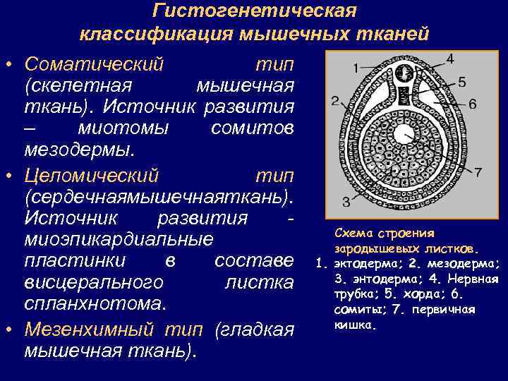 Гистогенетическая классификация мышечных тканей • Соматический тип (скелетная мышечная ткань). Источник развития – миотомы