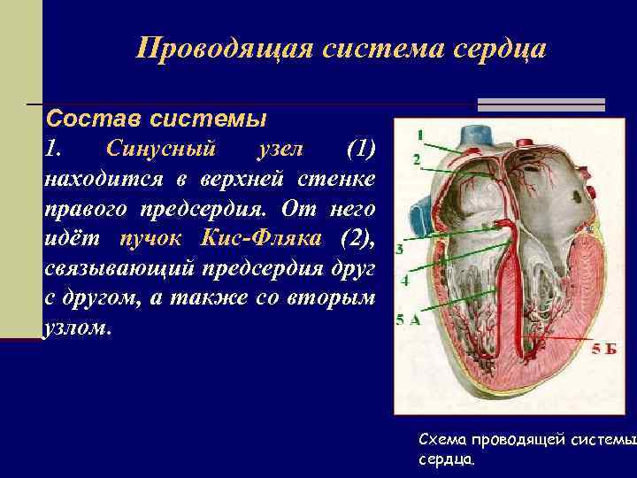 Проводящая система сердца Состав системы 1. Синусный узел (1) находится в верхней стенке правого