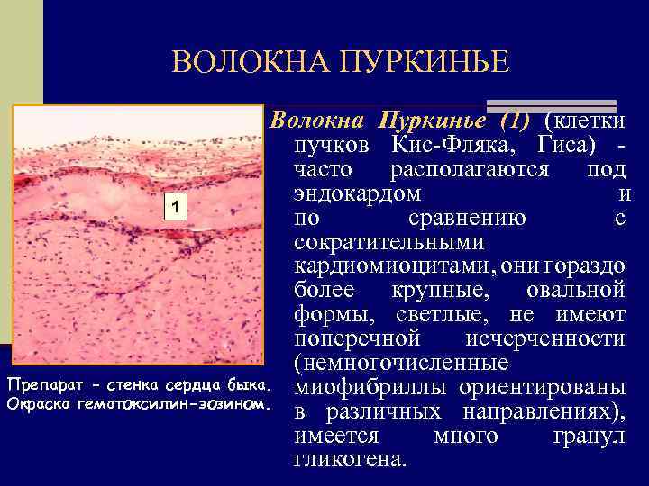 Волокна пуркинье гистология рисунок