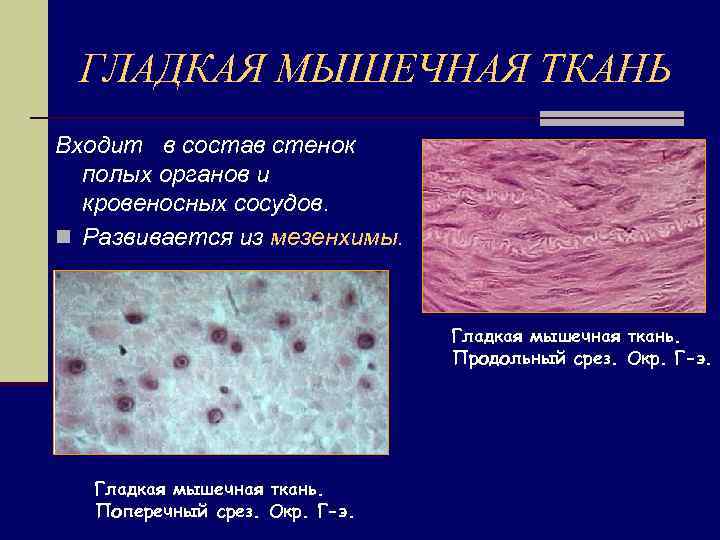 ГЛАДКАЯ МЫШЕЧНАЯ ТКАНЬ Входит в состав стенок полых органов и кровеносных сосудов. n Развивается