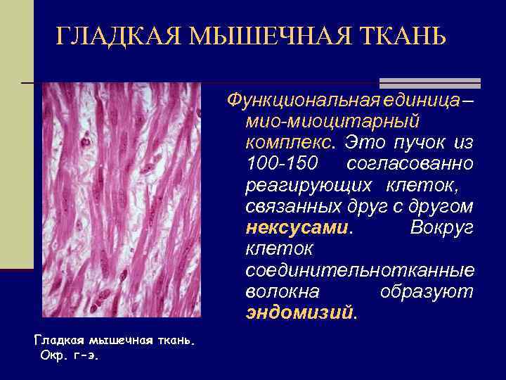 ГЛАДКАЯ МЫШЕЧНАЯ ТКАНЬ Функциональная единица – мио-миоцитарный комплекс. Это пучок из 100 -150 согласованно