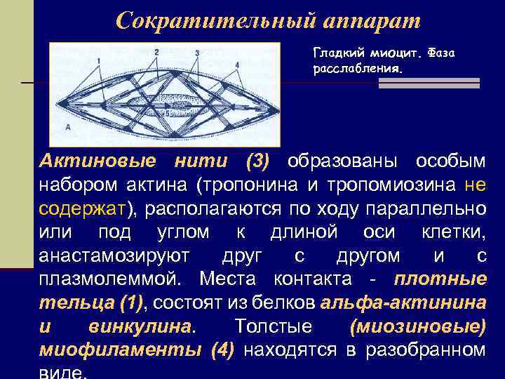 Схема изменения структуры гладкого миоцита до и после сокращения