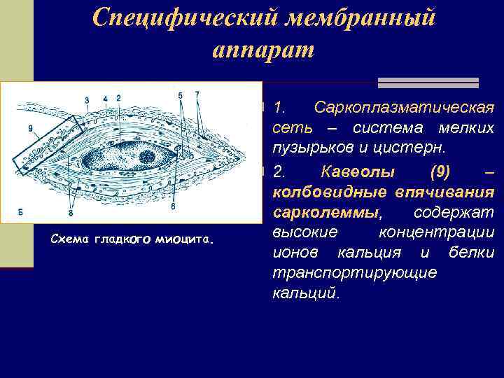 Специфический мембранный аппарат n 1. Схема гладкого миоцита. Саркоплазматическая сеть – система мелких пузырьков