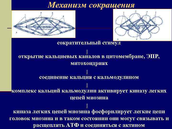 Механизм сокращения сократительный стимул открытие кальциевых каналов в цитомембране, ЭПР, митохондриях соединение кальция с